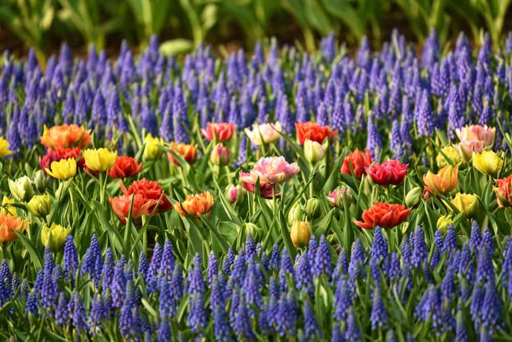 Olika blommor