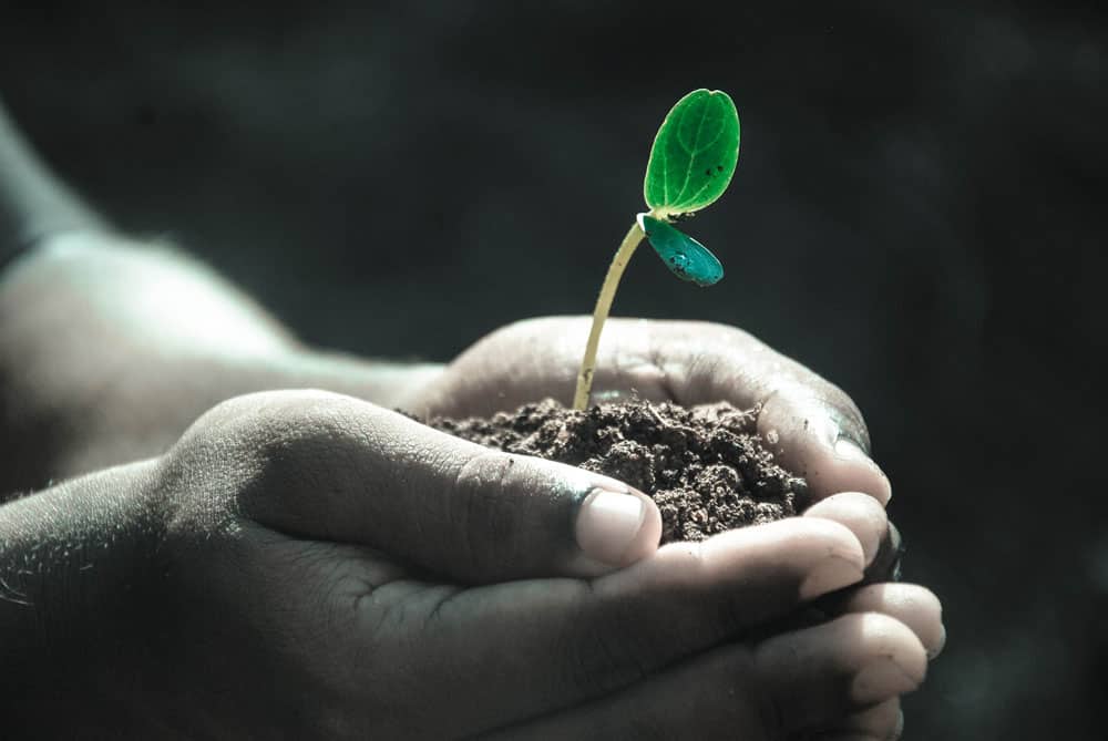 Planta i händerna