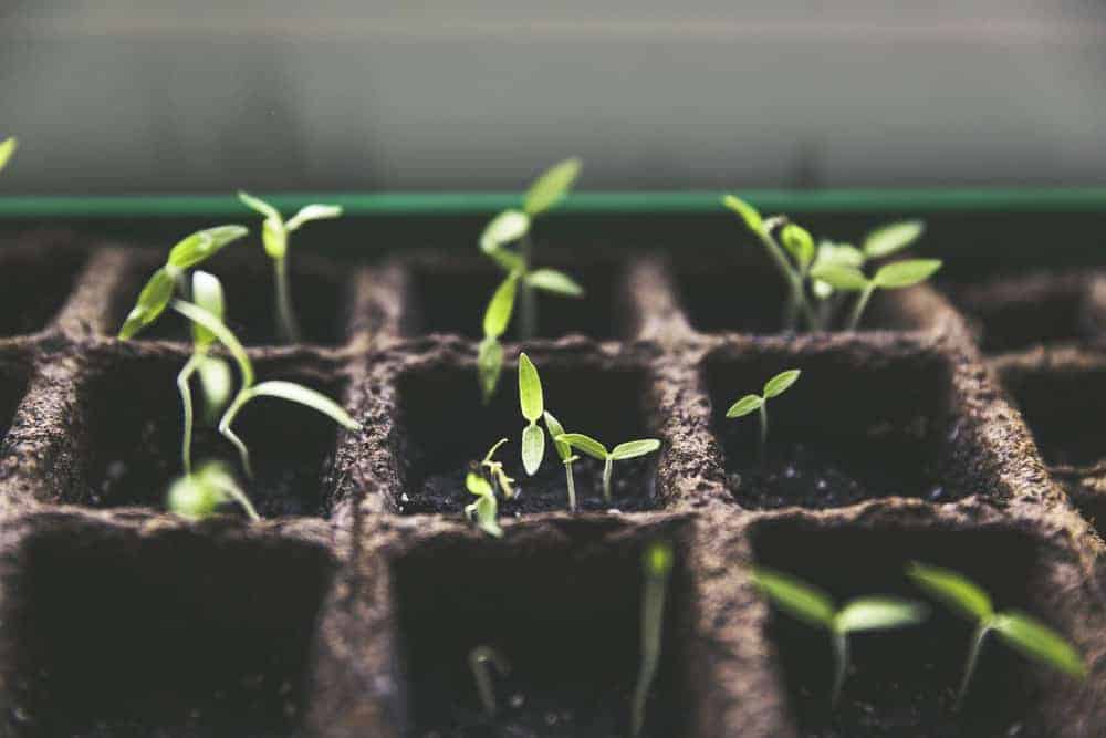 Plantor